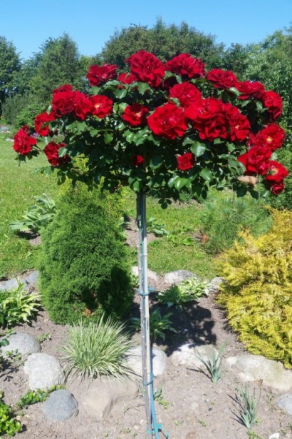 Красная штамбовая роза с насыщенными цветами.